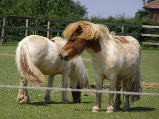 Two diminutive ponies