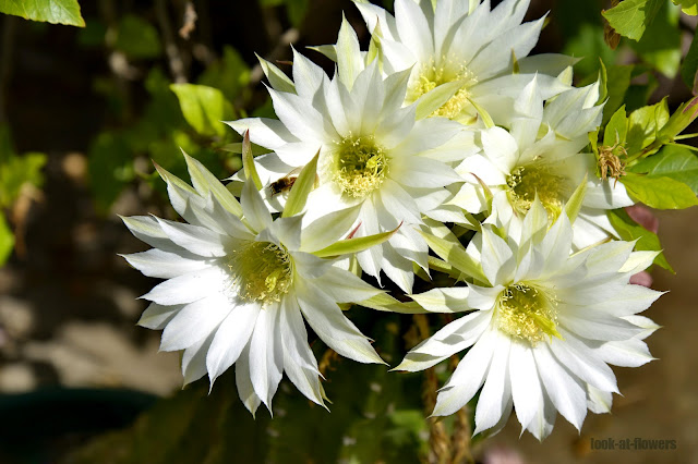 cactus flowers