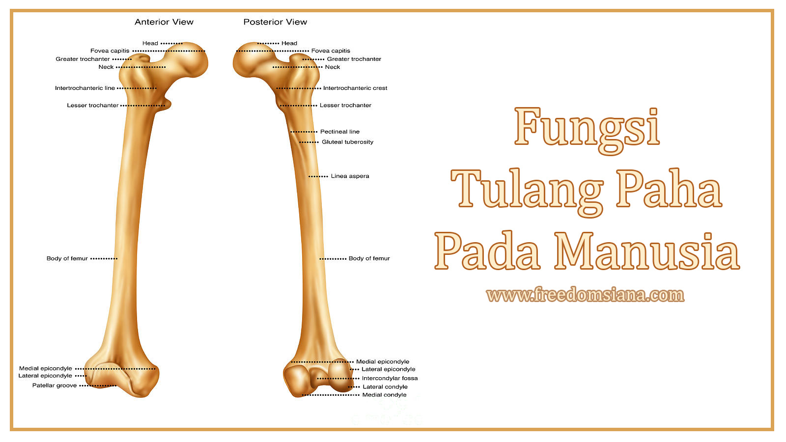 5 Fungsi Tulang  Paha dan Tulang  Kering Pada Manusia 