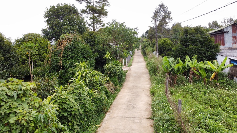 Phường B'lao: Bán vườn măng cụt Bảo Lộc (trồng trên 10 năm, 2 mặt tiền đường) 