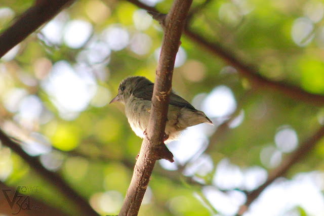 The cutest of all was the Pale-billed Flowerpecker