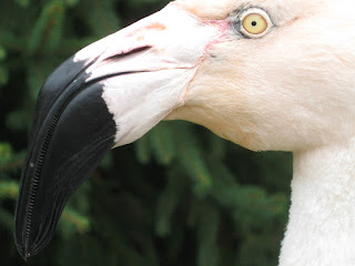 flamingo head, eyes, beak