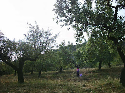 La pileta, camino, pantano de Pena, embalse, finca, almendros, olivos 12