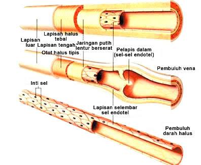 Pembuluh Nadi, Pembuluh Balik, dan Pembuluh Kapiler