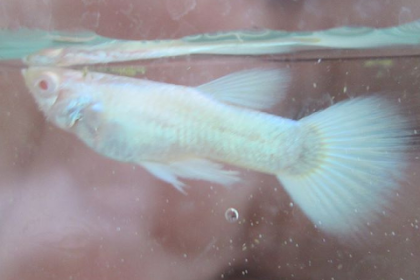 IKAN GUPPY AFP ( ALBINO FULL PLATINUM )