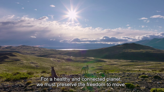 "For a healthy and connected planet, we must preserved the freedom to move"