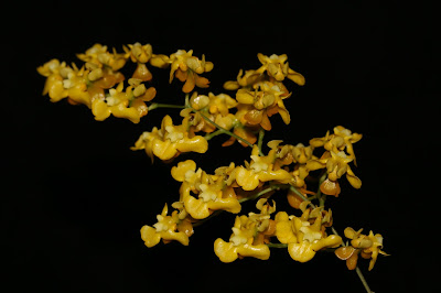 Oncidium cheirophorum - Hand Carrying Oncidium - Colombia Buttercup care