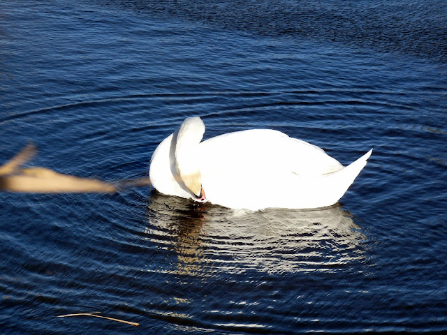 White Swan On Blue Water