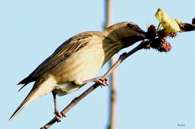 "Common Rosefinch - Carpodacus erythrinus, passage migrant eating the last of the mulberries."