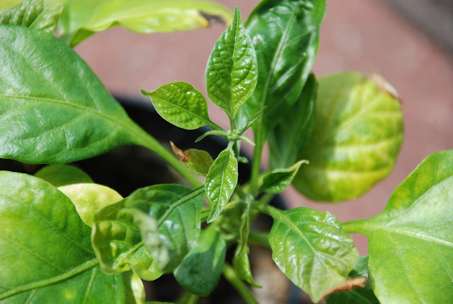 HABANERO SZYKUJE SIĘ DO KWITNIĘCIA.