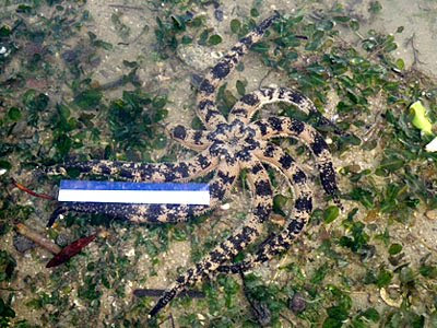 Eight-armed Luidia Sea Star (Luidia maculata)