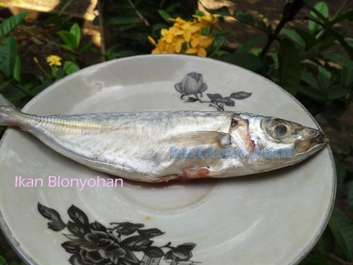 Ikan blonyohan/pindang yang belum diolah. Bahan baku empek-empek ikan