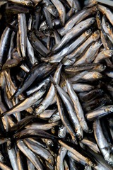 sardines