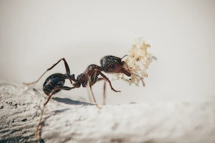 Importancia de las hormigas