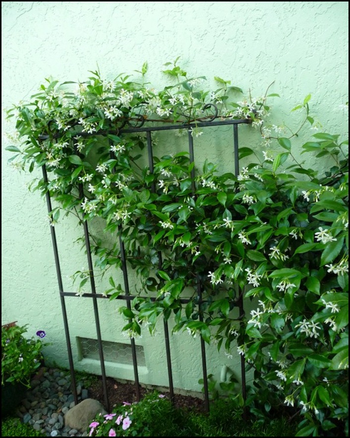 Backyard bubbler 008 (600x800)