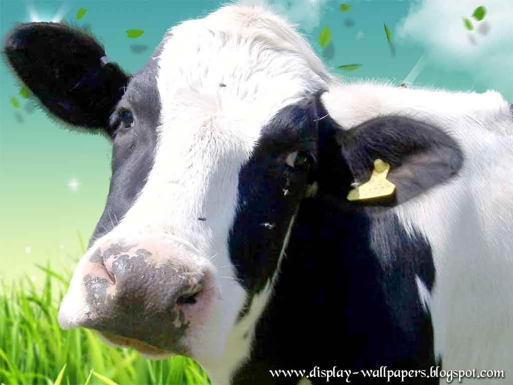 Wallpapers Download: Cow Latest Wallpapers 2013