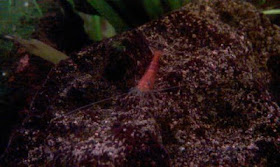 Crevette Heteropoda rouge