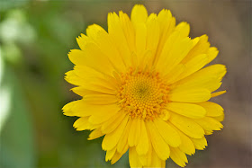 Calendula Officinalis