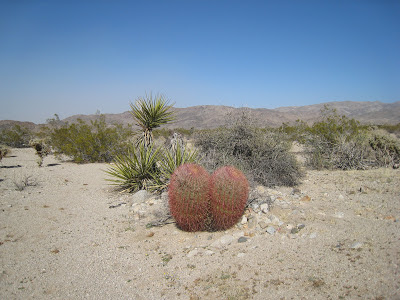 Joshua Tree National Park Barrel Cactus Contact Mine Trail