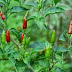 Cabe Rawit di pulau Flores terkenal " Pedas "