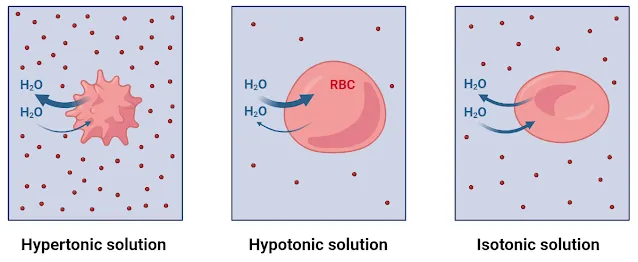 Hypertonic Hypotonic and Isotonic Solutions with Examples