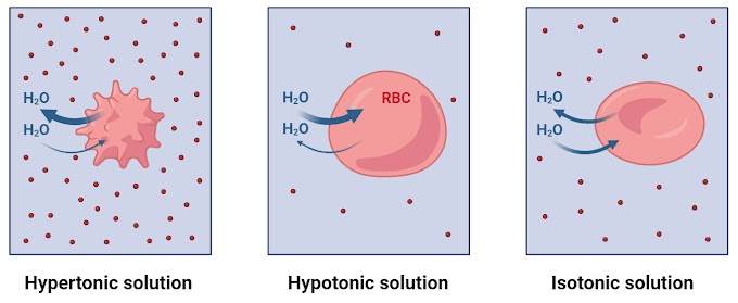 Hypertonic Hypotonic and Isotonic Solutions with Examples | Movement of Molecules