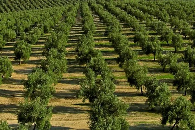 Εφάπαξ επιδότηση 9.000 ευρώ για φύτευση δένδρων