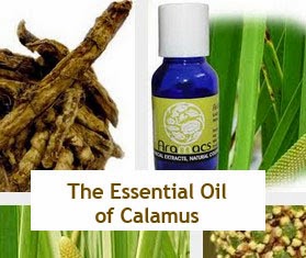 essential oil calamus