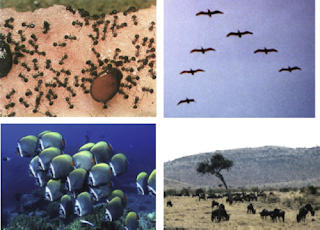 image: photomontage, examples of swarming in nature