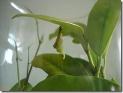 clip_image038