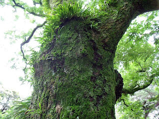 tree in funabashi shrine