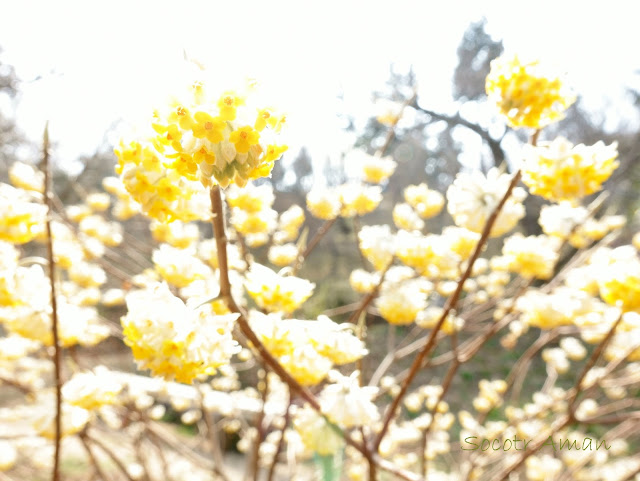 Edgeworthia chrysantha