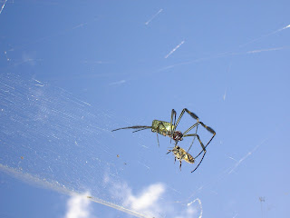 Spider eating bee