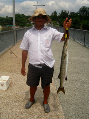 Barracuda also know as Saw Kun 沙君 or Ikan Kacang Season At Woodland Jetty Fishing Hotspots was created to share with those who are interested in fishing on tips and type of fishes caught around Woodland Jetty Fishing Hotspots.