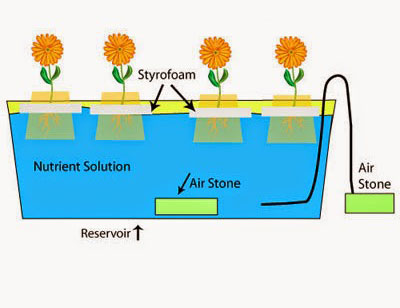 Deep Water Culture (DWC) Hydroponics System