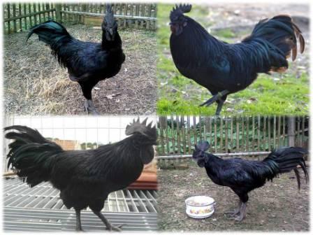 Ayam Cemani dan Ciri-Cirinya