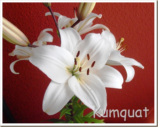 azucena 5