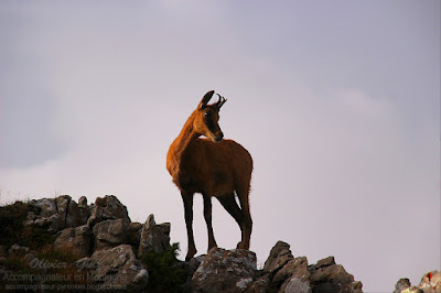 Eterlou dans le parc national d'Ordesa y Monte Perdido
