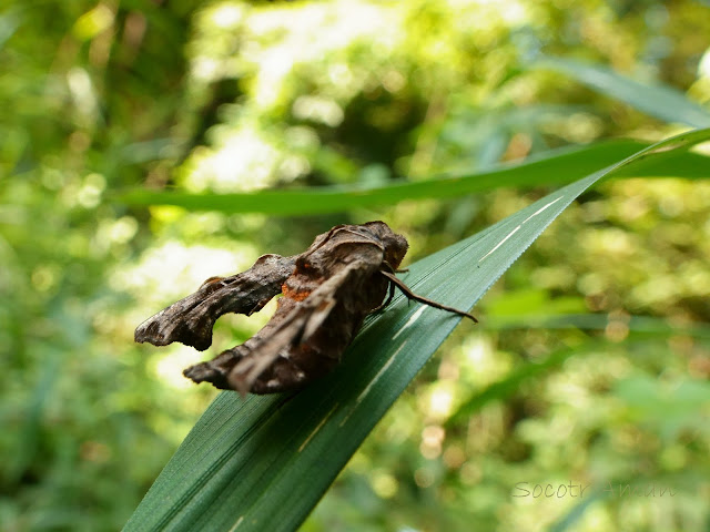 Neogurelca himachala