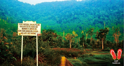 indahnya taman nasional gunung palung kalimantan