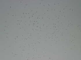 [Gathered gulls at Memorial Park, March 18, 2009]