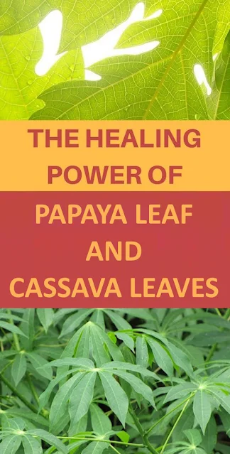 The Powerful Benefits of Papaya Leaf and Cassava Leaves