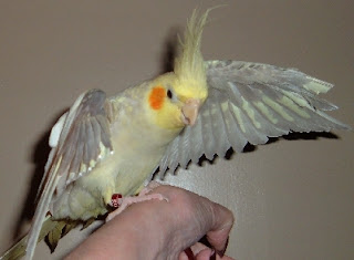 Difference between Female Cockatiel and Male Cockatiel
