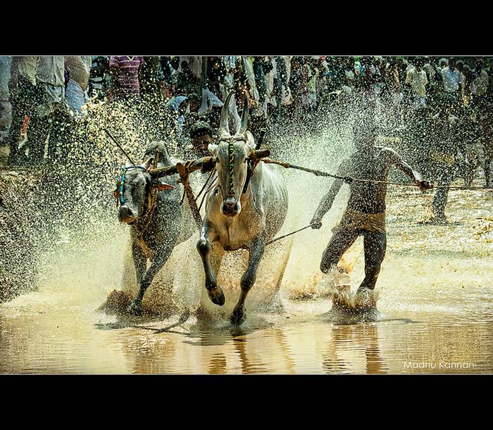 The most famous traditional game involving bulls is Spanish bullfighting, but the people of Kerala, India, have come up with a way celebration that doesn’t involve torturing and killing poor animals. It’s called Maramadi, and it’s held every year, in the post-harvest season.