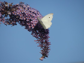 Cabbage White Butterfly