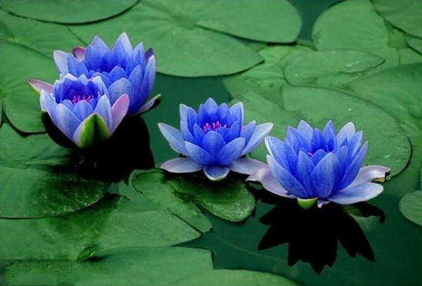 Egy King Ancient Egyptian Blue Lotus