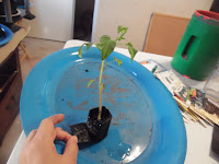 small black growbag containing large tomato seedling