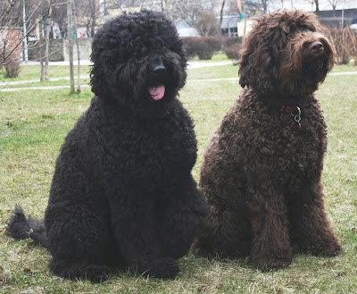 Barbet Dog