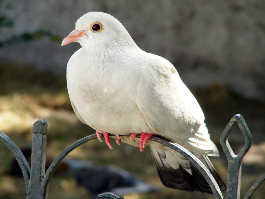 wallpapers white background. White Dove Background