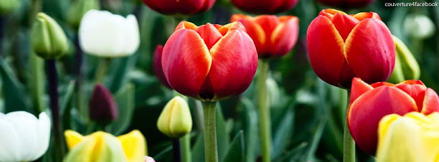 Tulipes en fleurs Couverture facebook